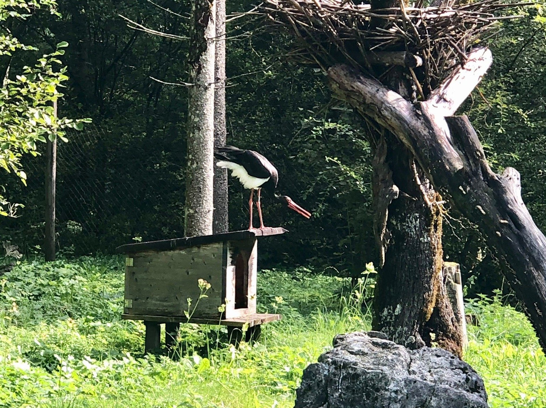 Cumberland Wildpark Grünau景点图片