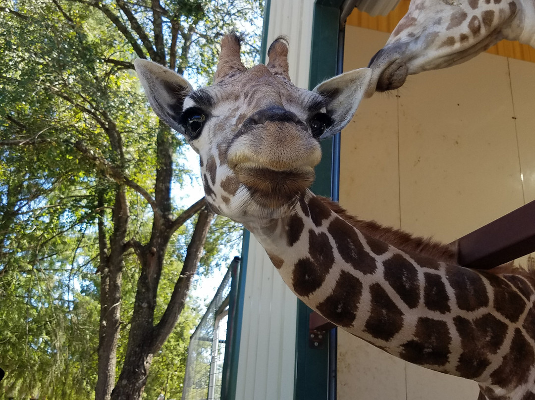 East Texas Gators and Wildlife Park-Grand Saline必去景点