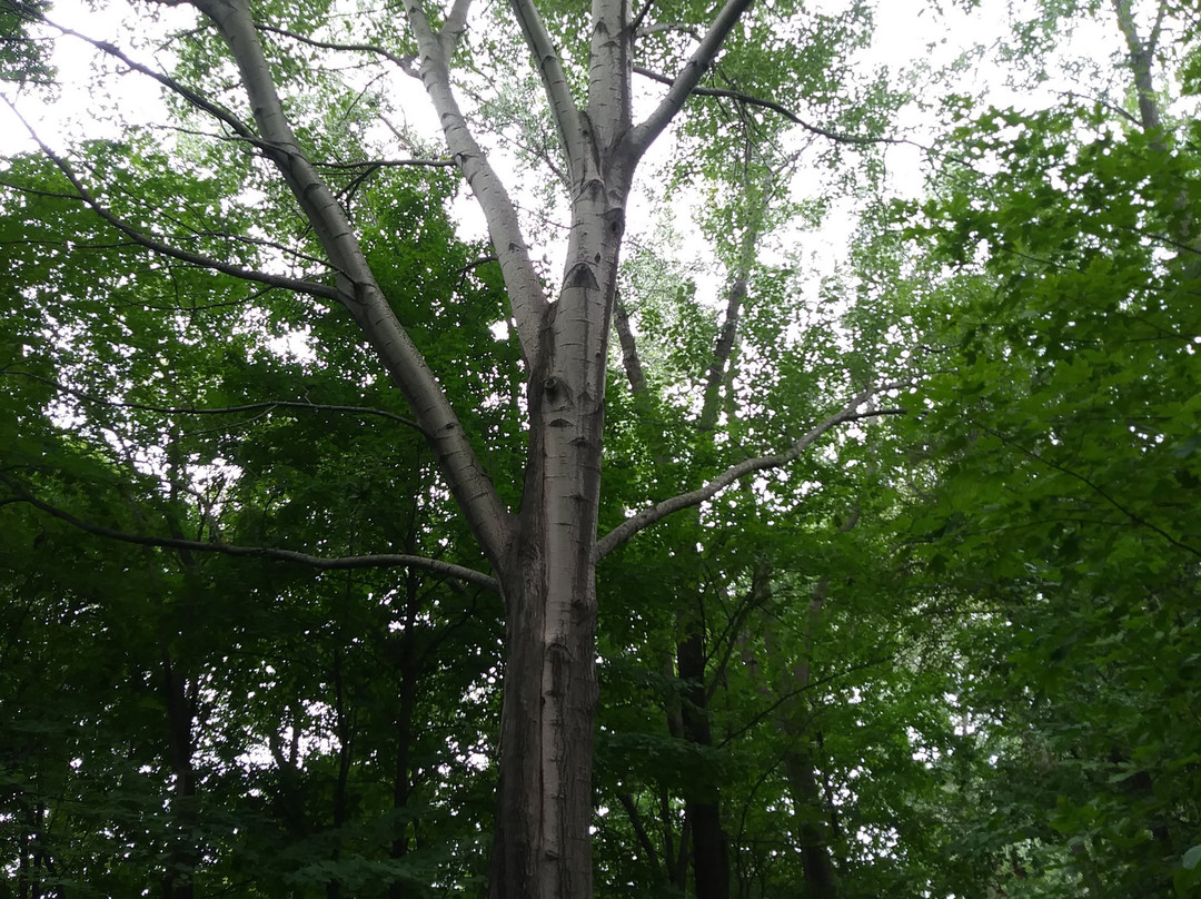 Maple Creek Park-Plymouth必去景点