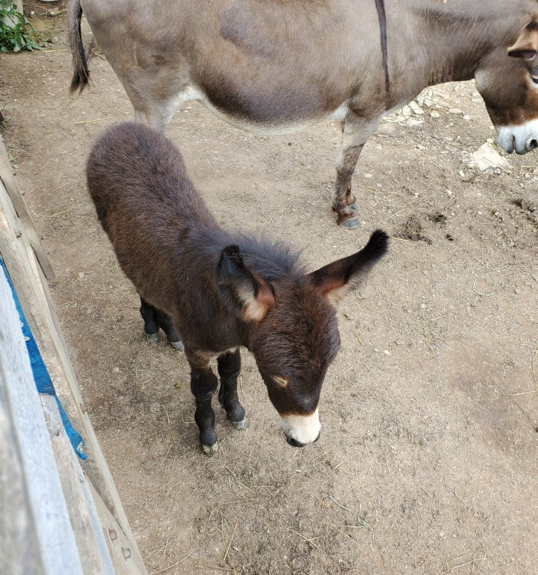 Fox's High Rock Farm-洛根必去景点