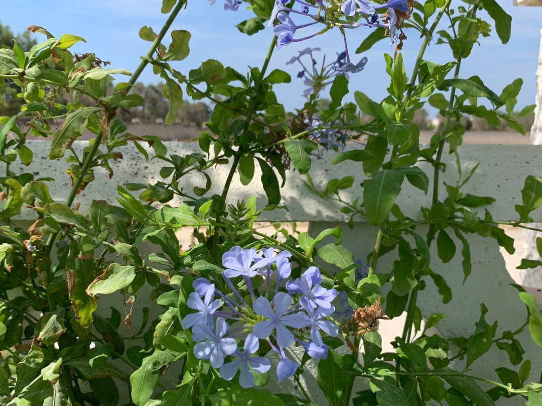 Il Mirto Blu主图
