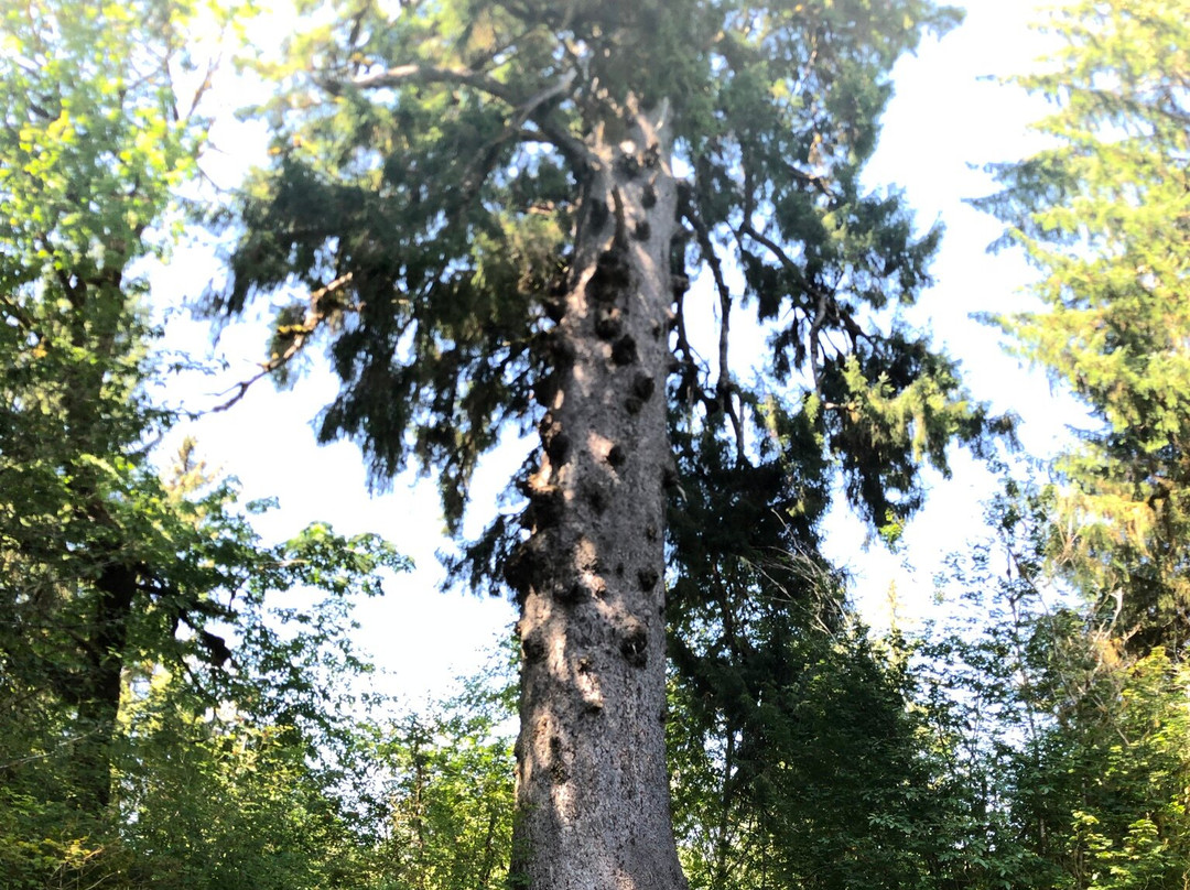 Quinault Big Spruce Tree景点图片