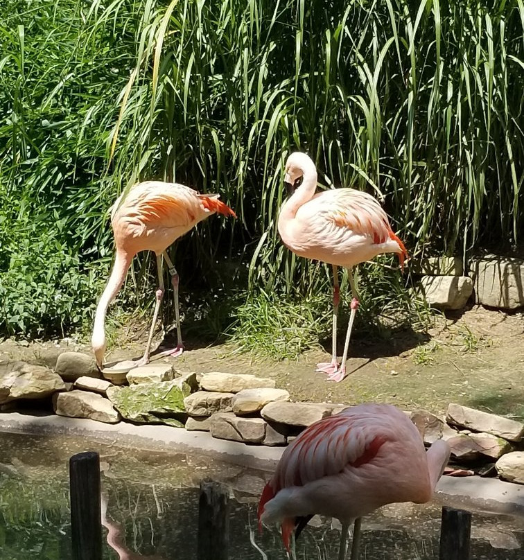 Akron Zoo景点图片