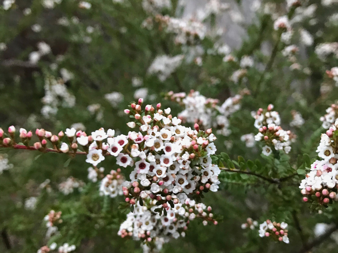 Grampians Flora Botanic Gardens-贺思盖必去景点