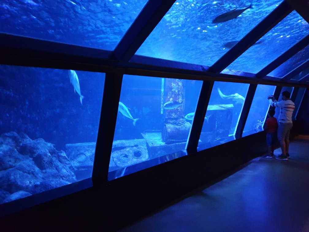 Aquarium de la Reunion景点图片