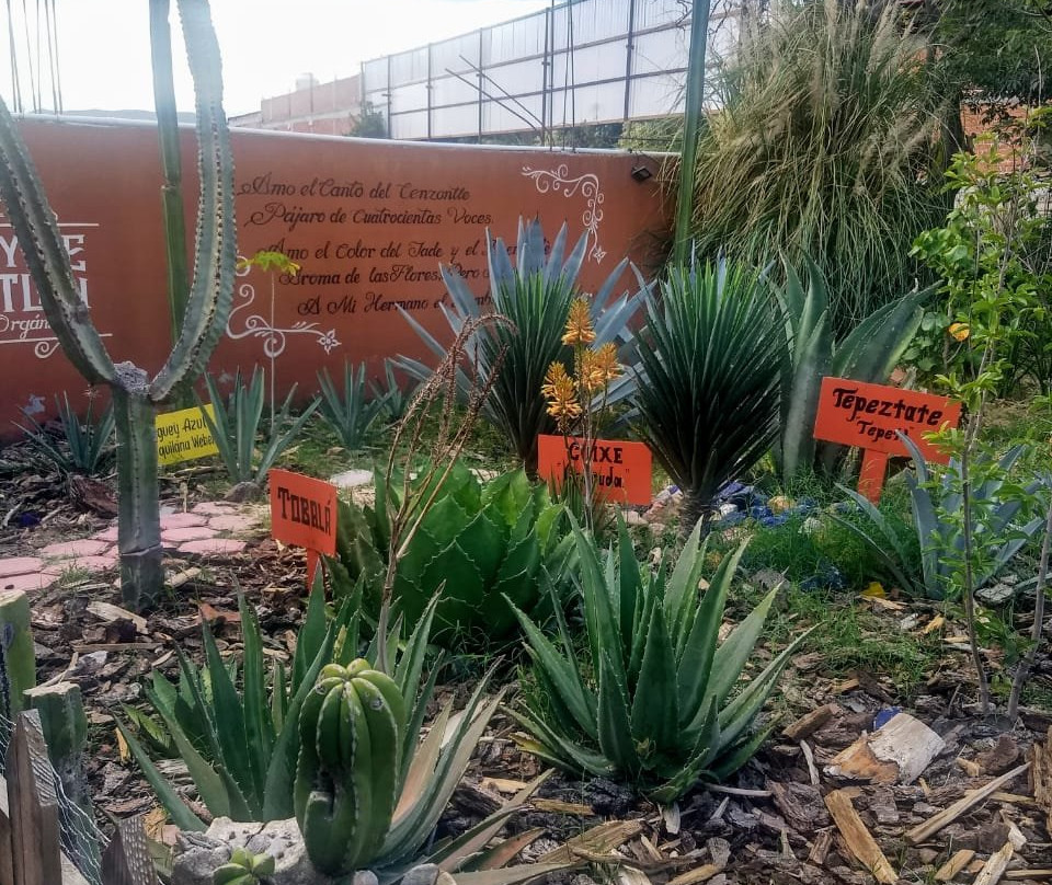 Oaxaca Dreams-瓦哈卡必去景点