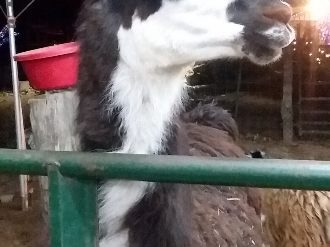 Pettit Creek Farms-Cartersville必去景点