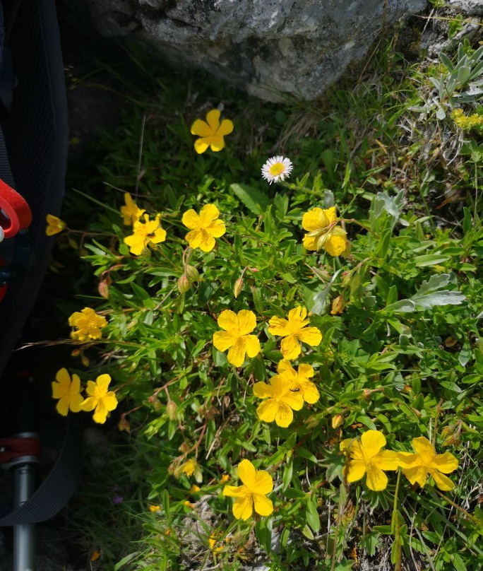 Wanderung zum Edelweissboden - Hochturm-Trofaiach必去景点