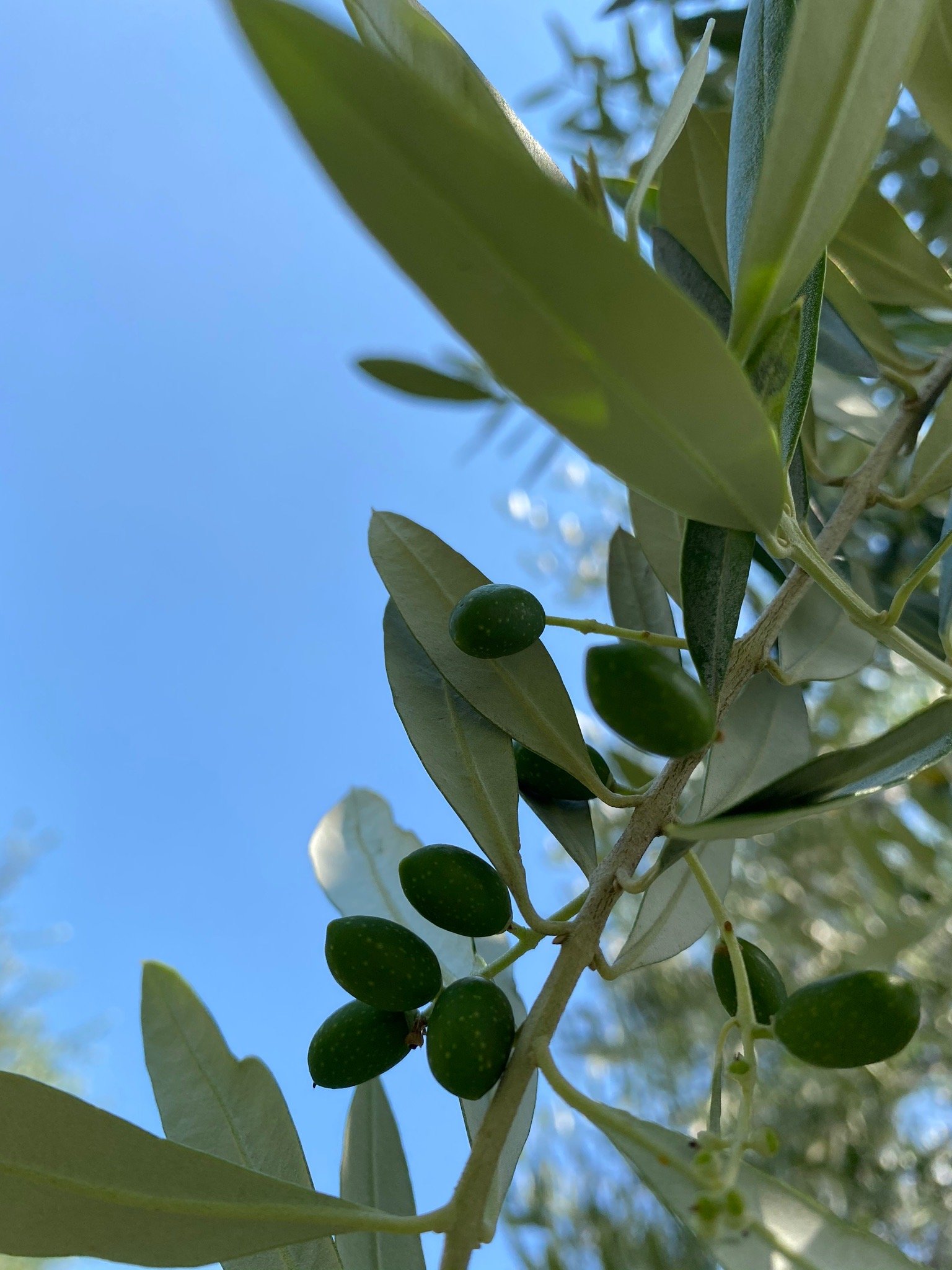 Agriturismo Le Vai-官方