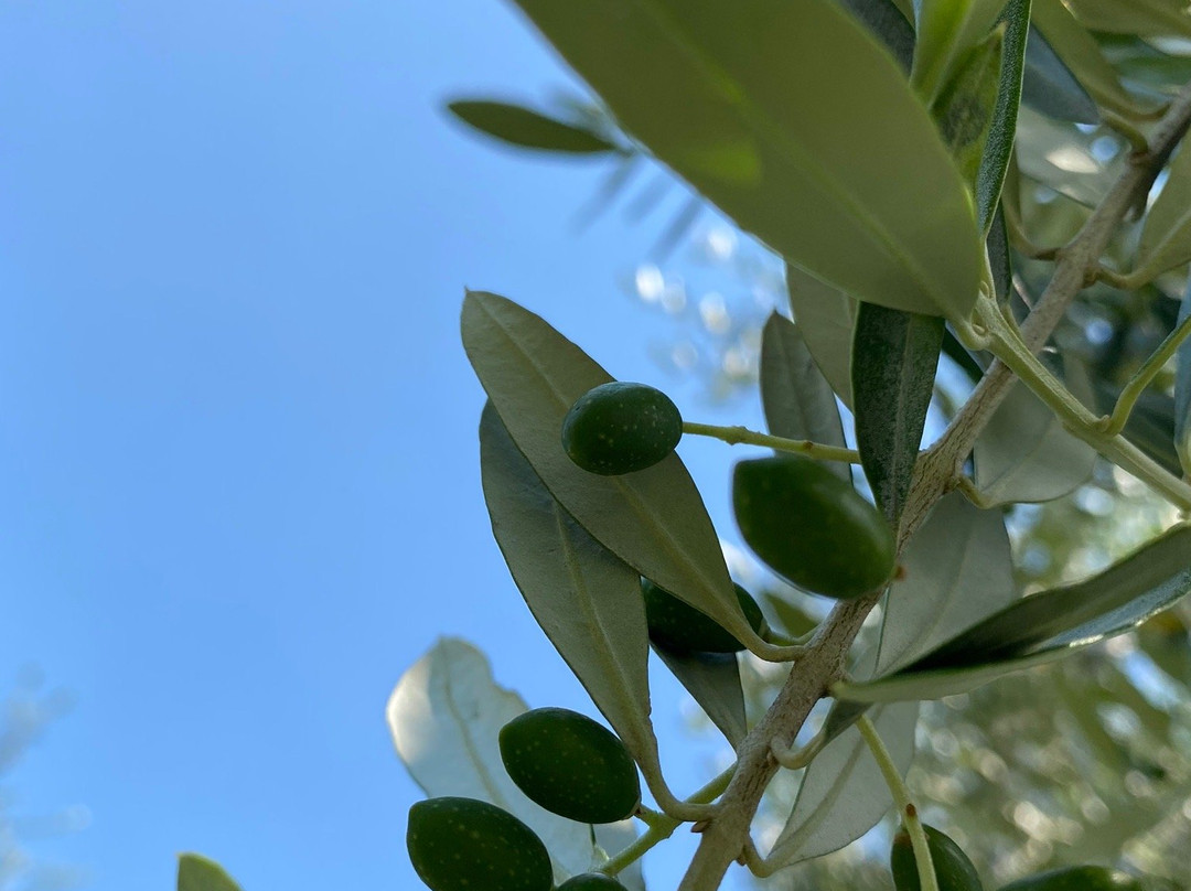 Agriturismo Le Vai主图