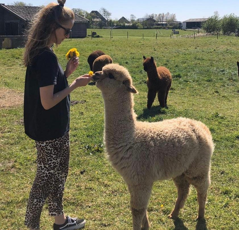 Alpaca Eco Farm景点图片