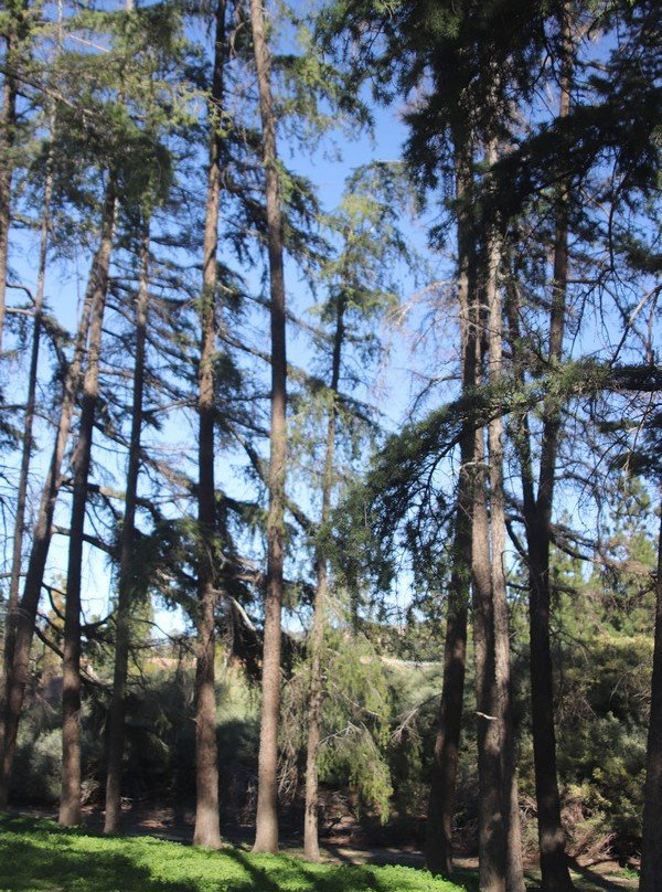 Cedar Grove Park-Tustin必去景点