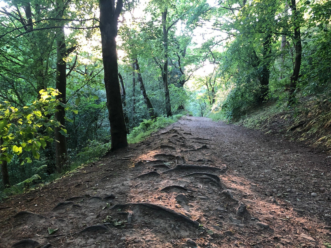 Sunnyhurst Wood-Darwen必去景点