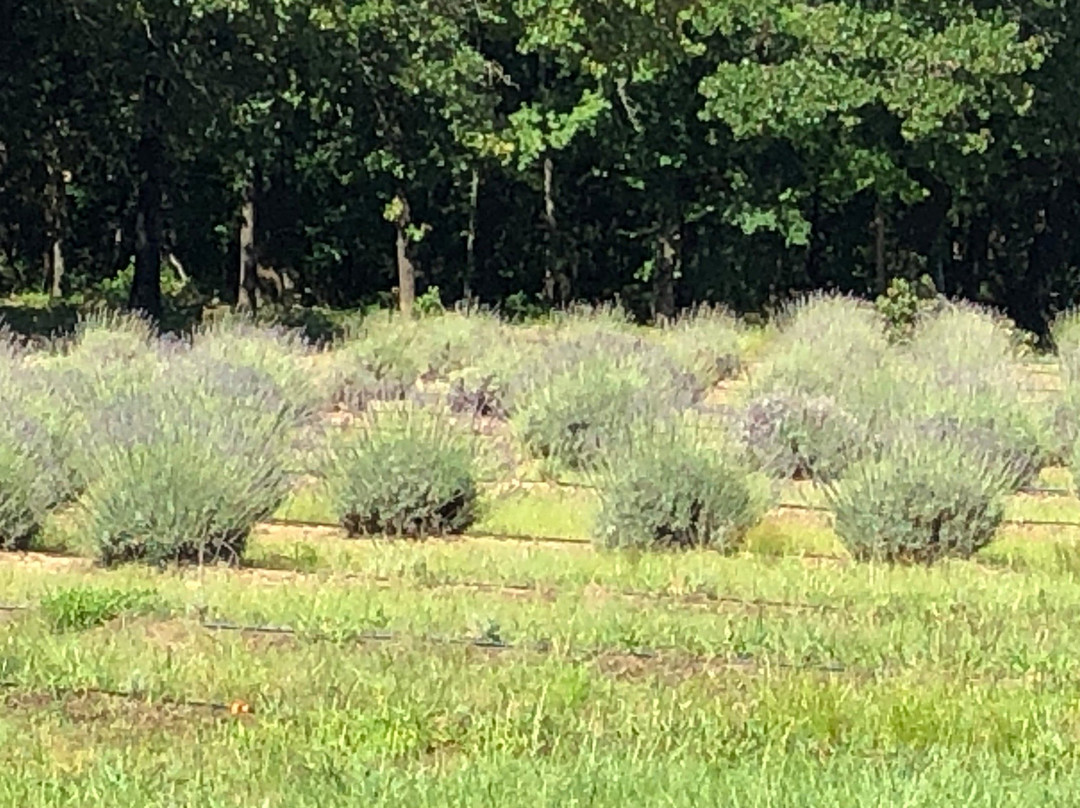 Lavender Ridge Farms景点图片