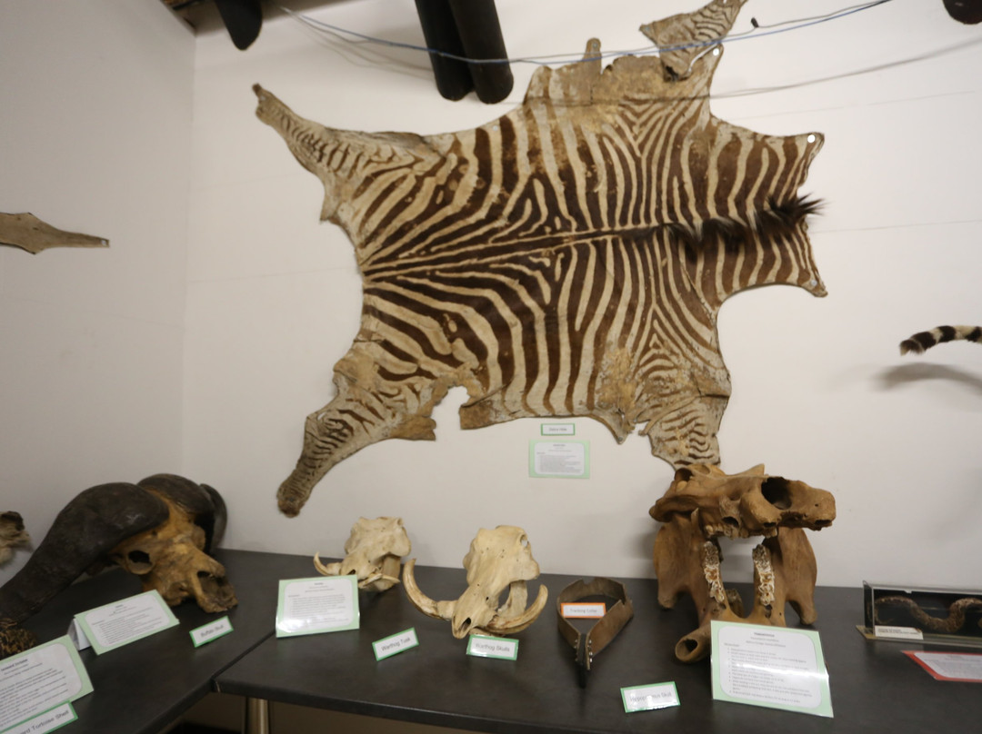 Letaba Elephant Hall景点图片