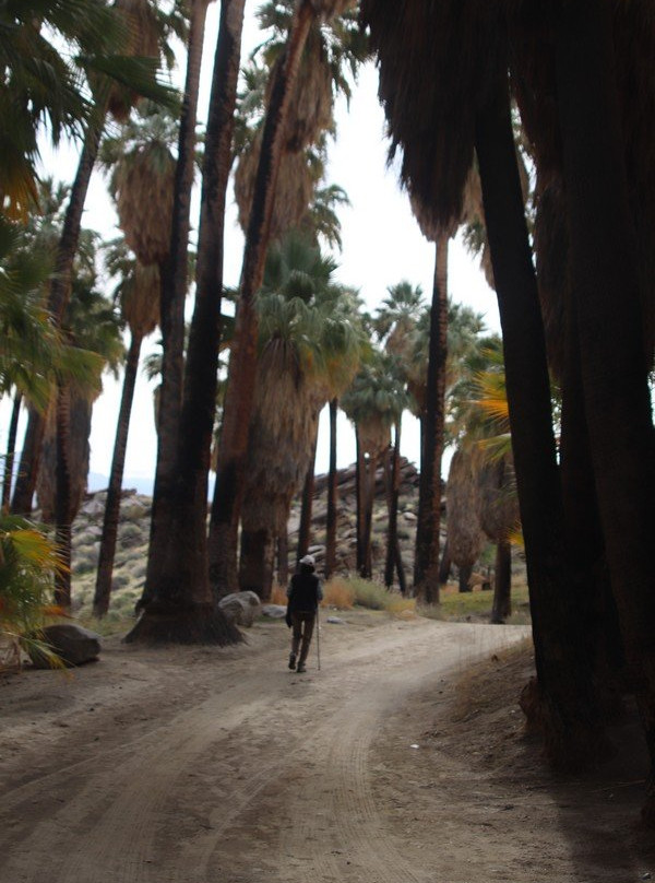 印地安峡谷-棕榈泉市必去景点