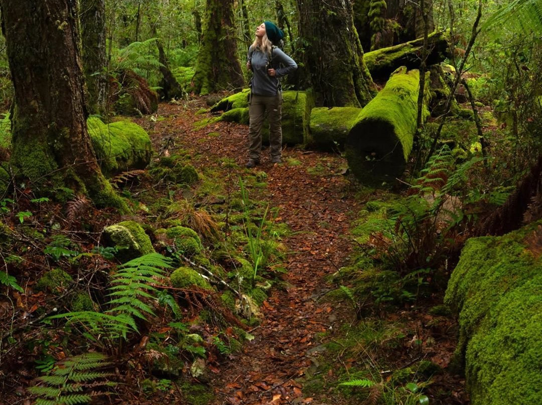 Barrington Tops National Park景点图片