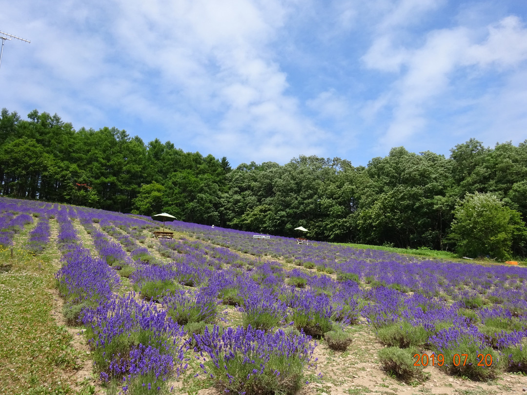 Nanaka no Hanabatake-中富良野町必去景点