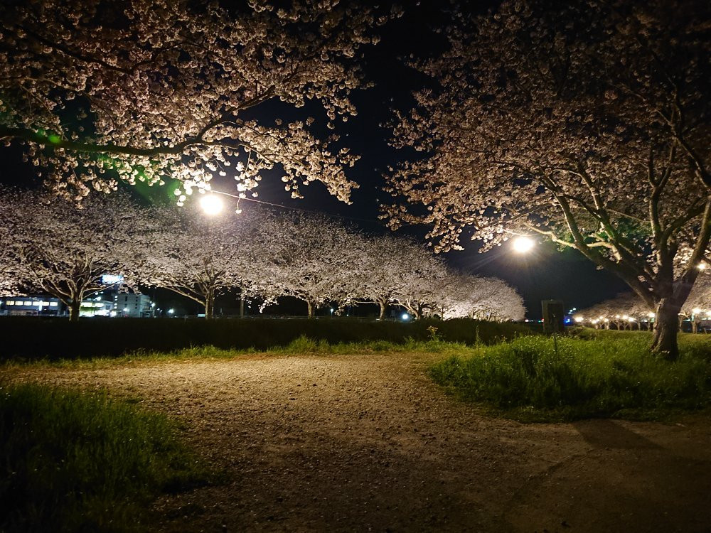 Sakura Trees along Kusaba River景点图片