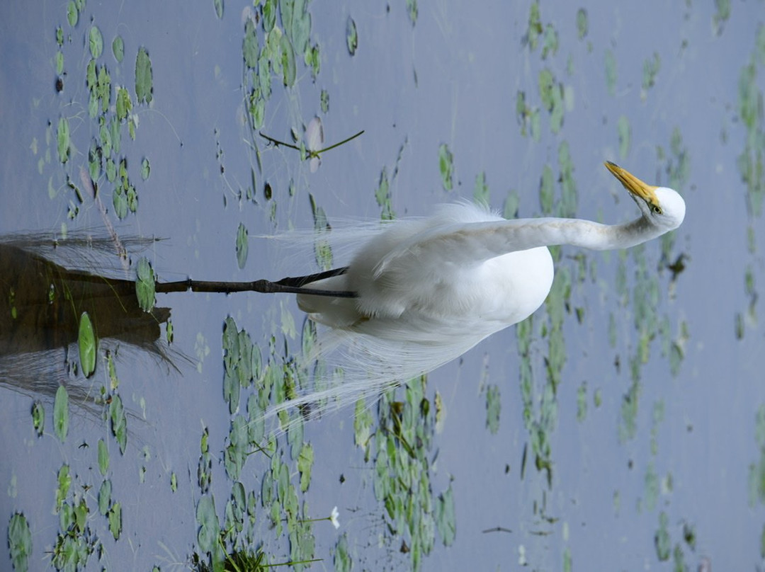 Maquenque Eco-Lodge主图