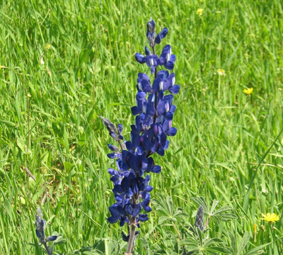 Gamla Farm-Ma'ale Gamla必去景点