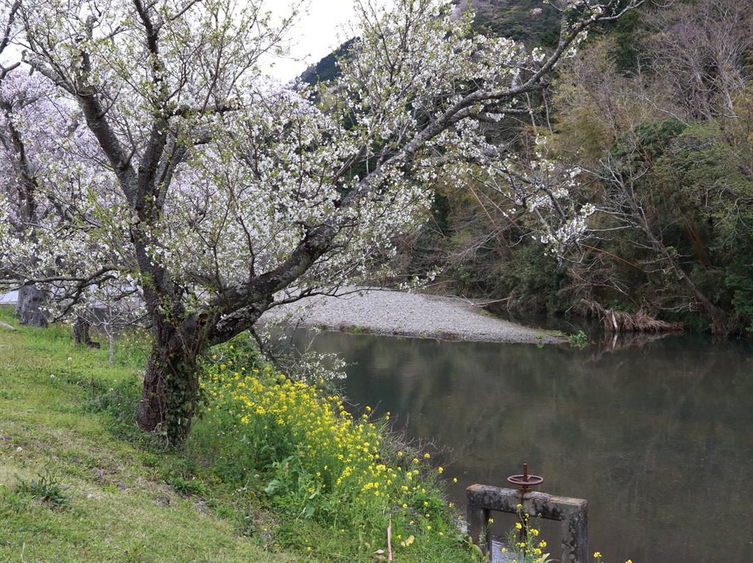 Sakura Trees Near Naka River景点图片