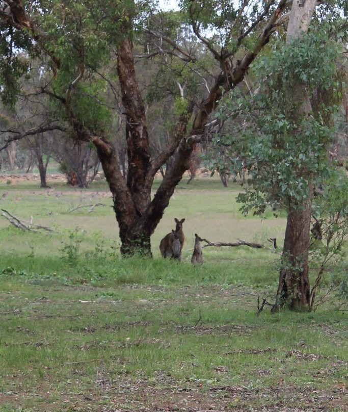 Burrendong Arboretum-Mumbil必去景点
