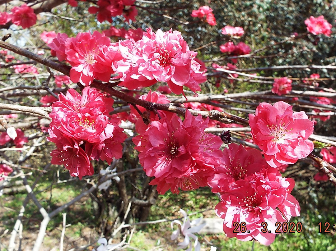 Shiroyama Katakuri no Sato-相模原市必去景点