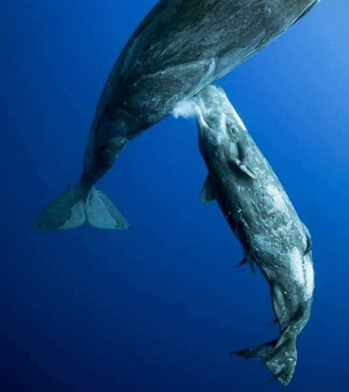 Diving Tours Mirissa景点图片