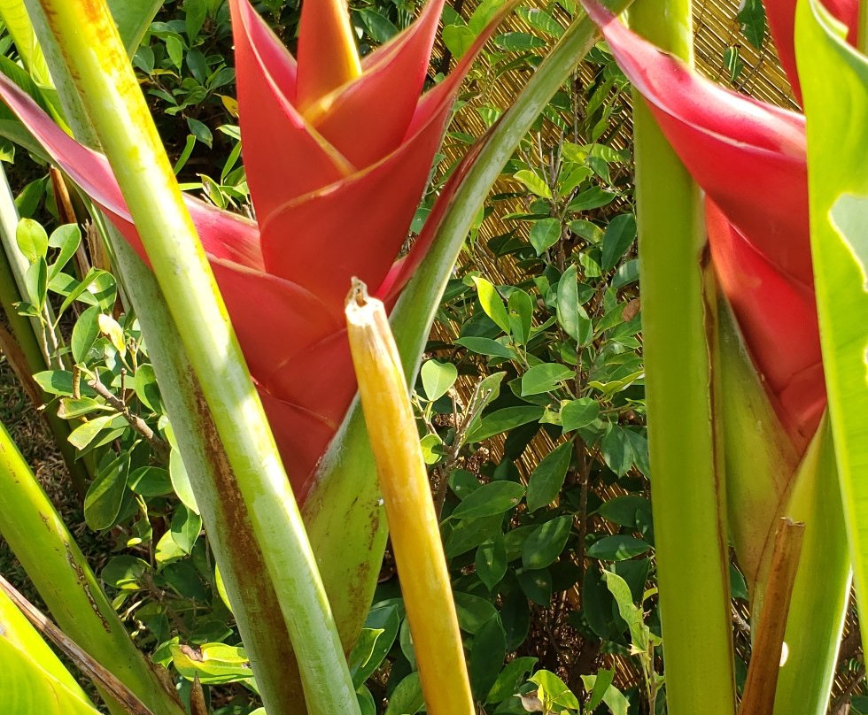 Thoduwawa Beach Villa主图