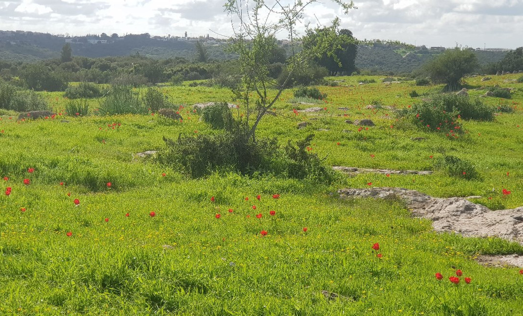 Adullam Grove Nature Reserve-Beit Shemesh必去景点
