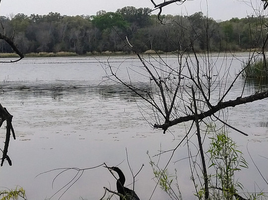 Brazos Bend State Park-Needville必去景点
