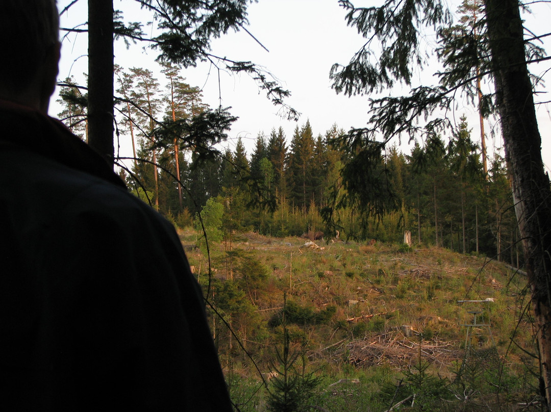 Alingsas Moose Safari景点图片