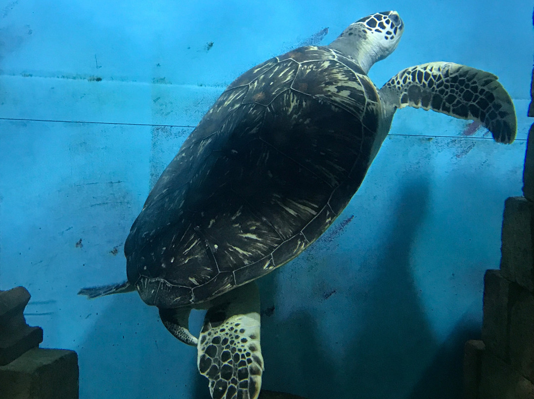 Oceanarium-喀山必去景点