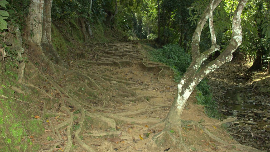 Castara Waterfall-Castara必去景点