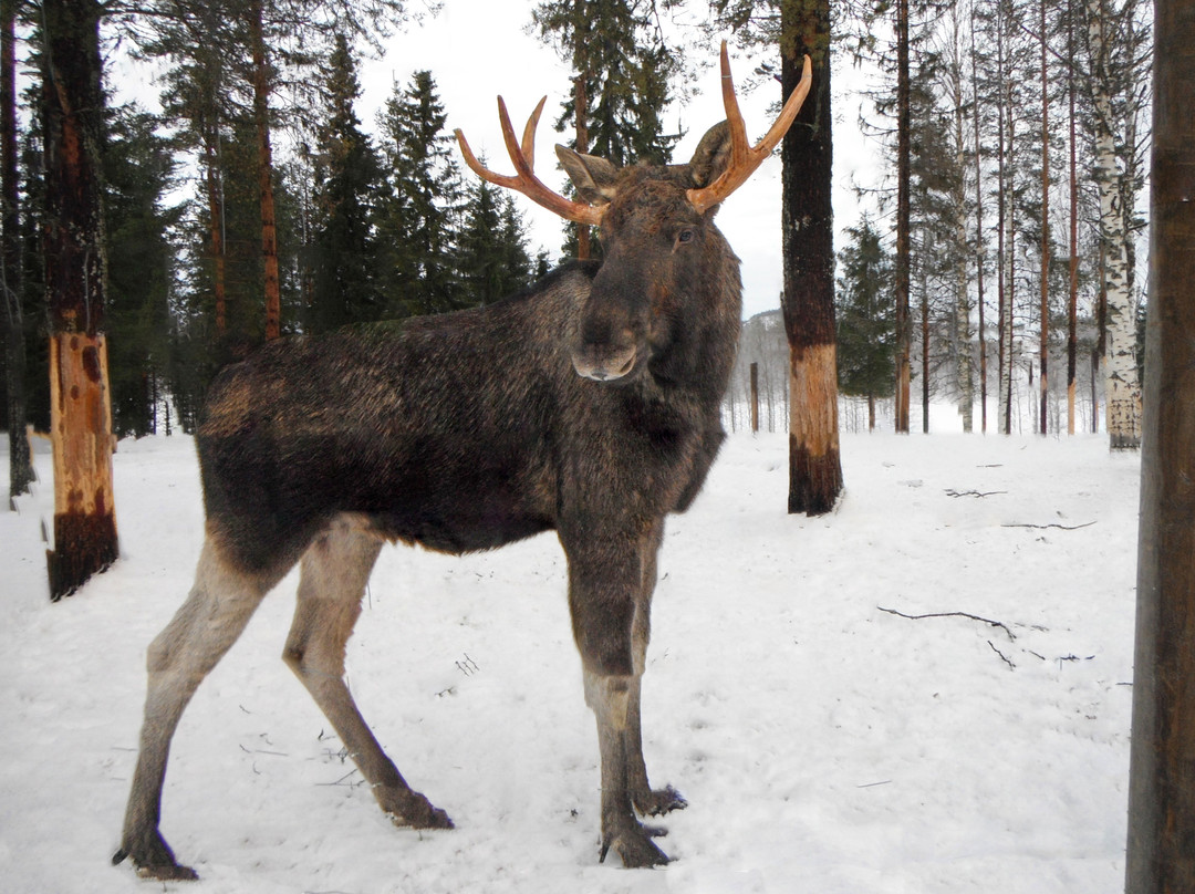 Arctic Moose Farm-Overkalix必去景点