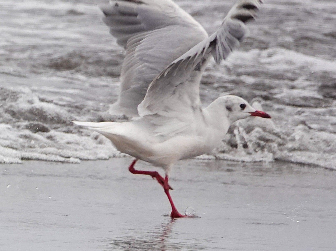 El Yali National Reserve-Santo Domingo必去景点
