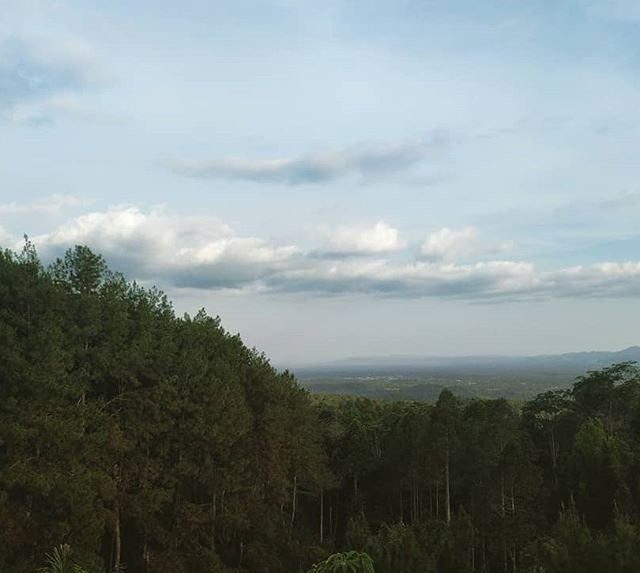 Darmacaang Pine Forest景点图片