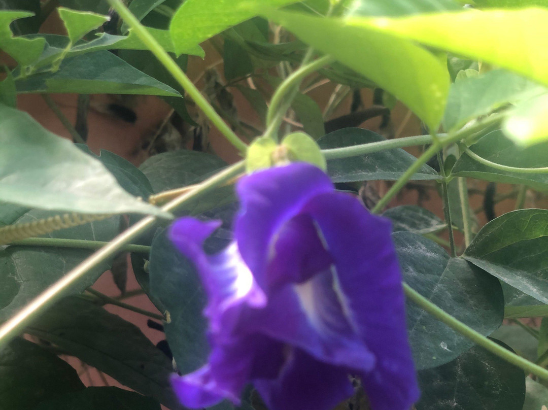 My Wok and Me-帕岸岛必去景点