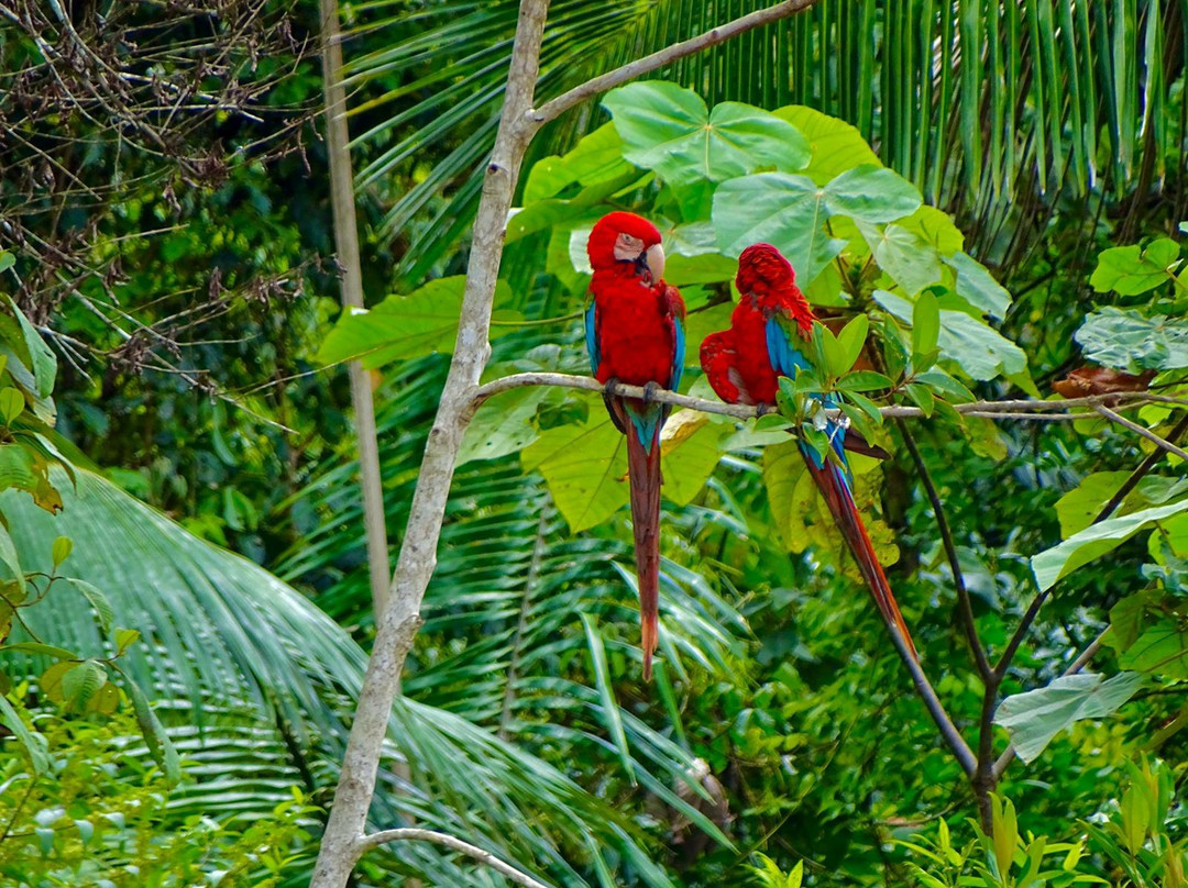 Chuncho Macaw Clay Lick景点图片