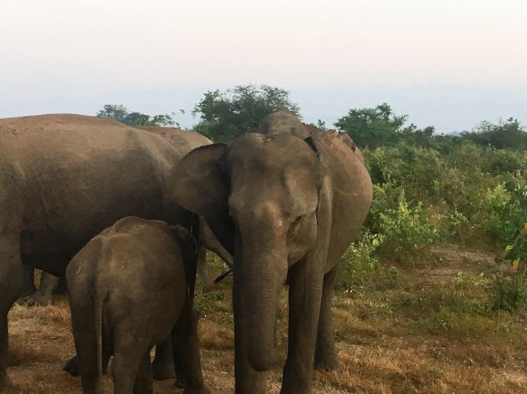 South Lanka Tours - Day Tours-科伦坡必去景点