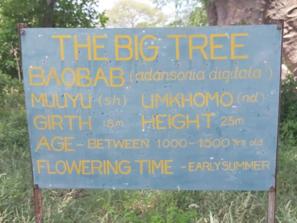 The Big Tree景点图片