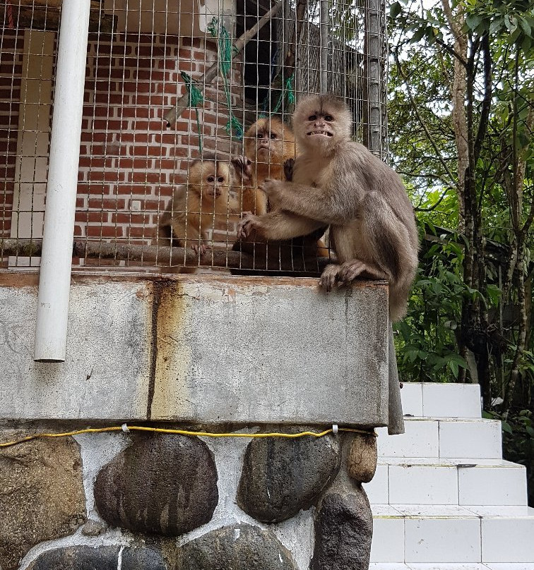 Fundacion Los Monos Selva y Vida景点图片