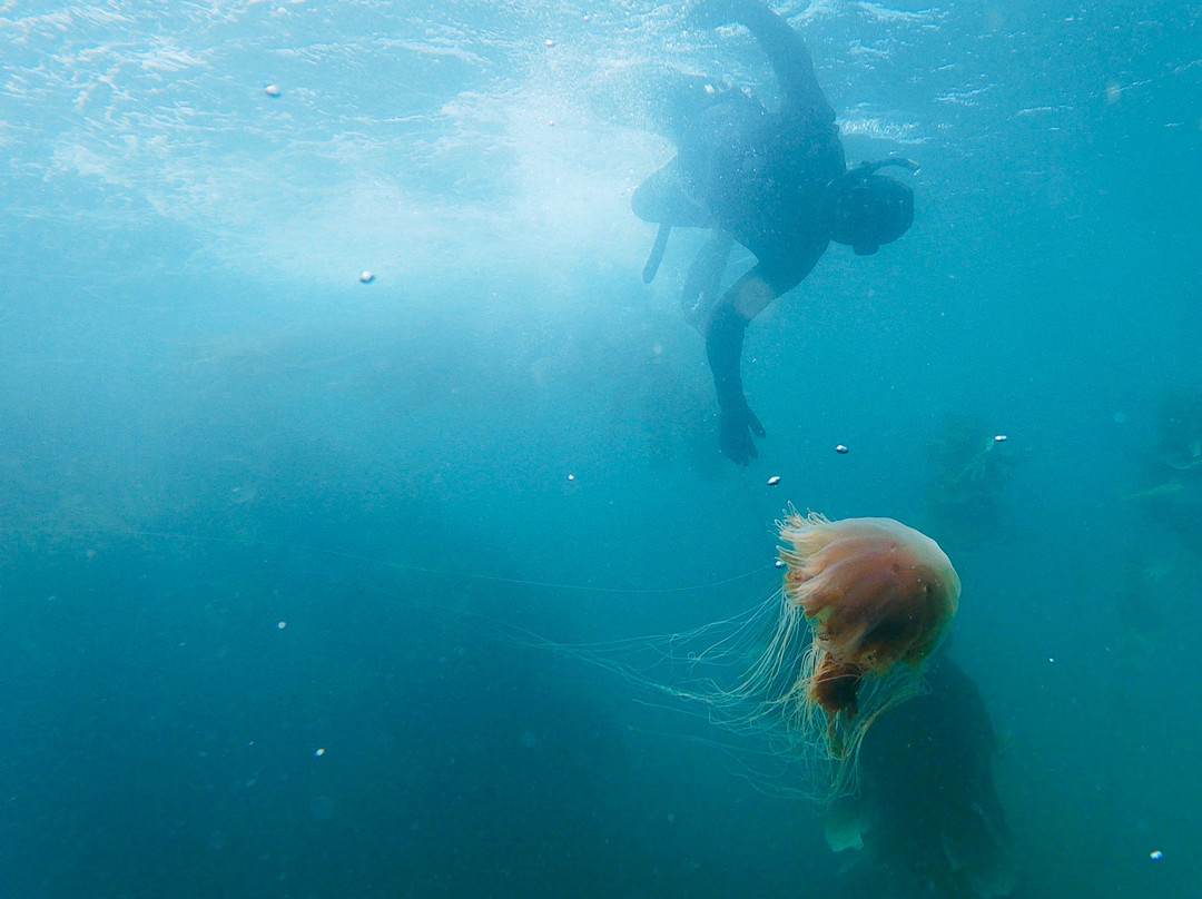 Stewart Island Snorkeling Adventures景点图片