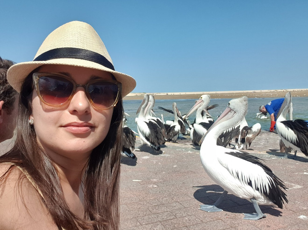 The Entrance Pelican Feed-恩瑞斯必去景点