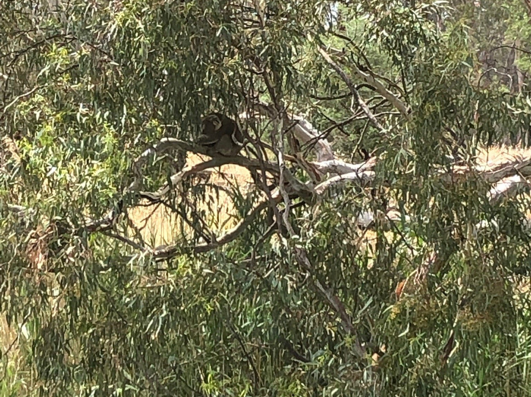 Cobba Paddleboat-Cobram必去景点