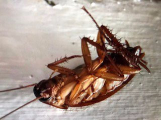 茂宜岛海滨酒店主图