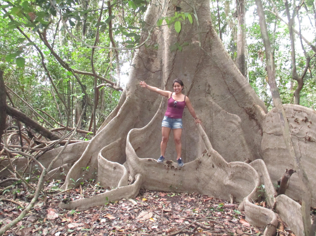 Jungle Explorer Camp景点图片