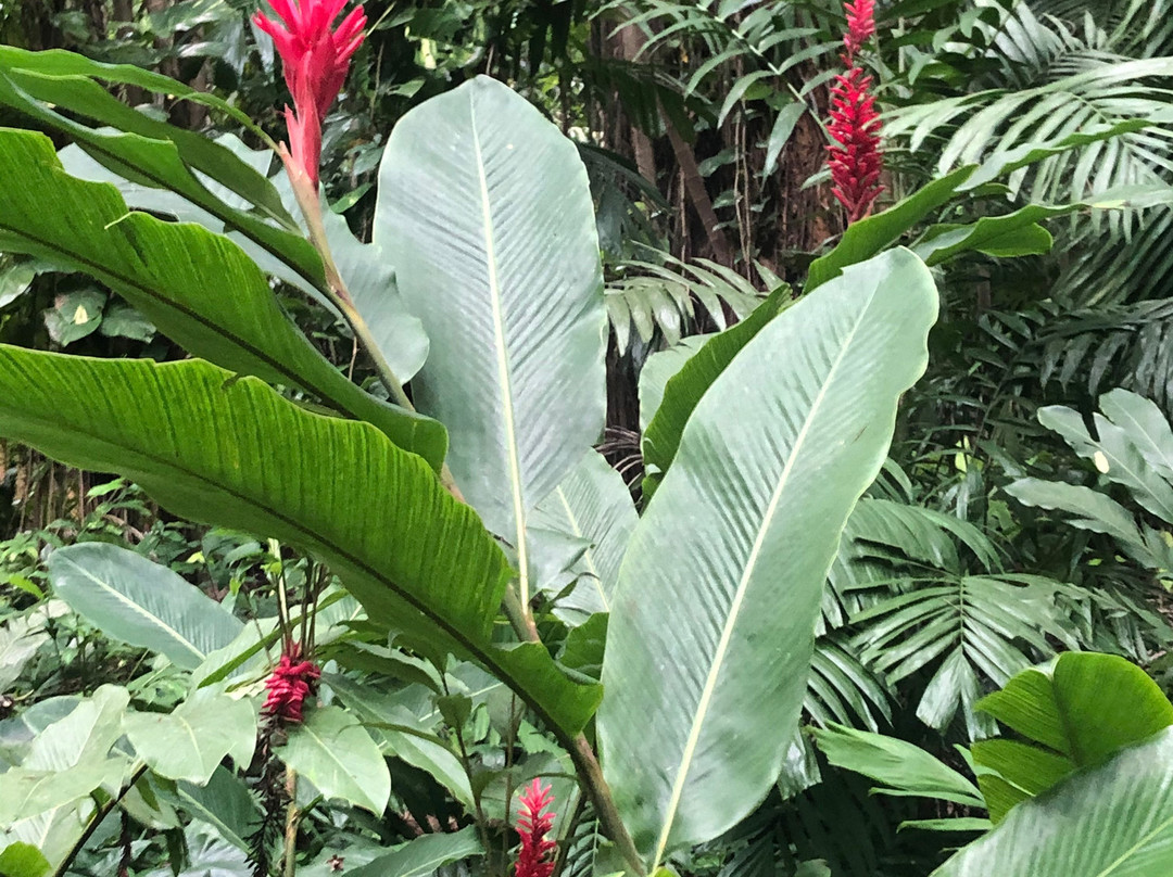 Turtle River Falls and Gardens-Saint Ann Parish必去景点