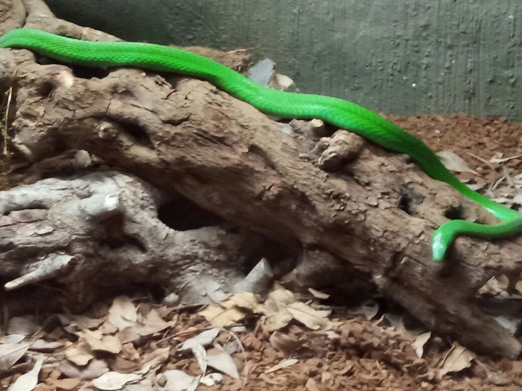 Crocworld Conservation Centre-Scottburgh必去景点